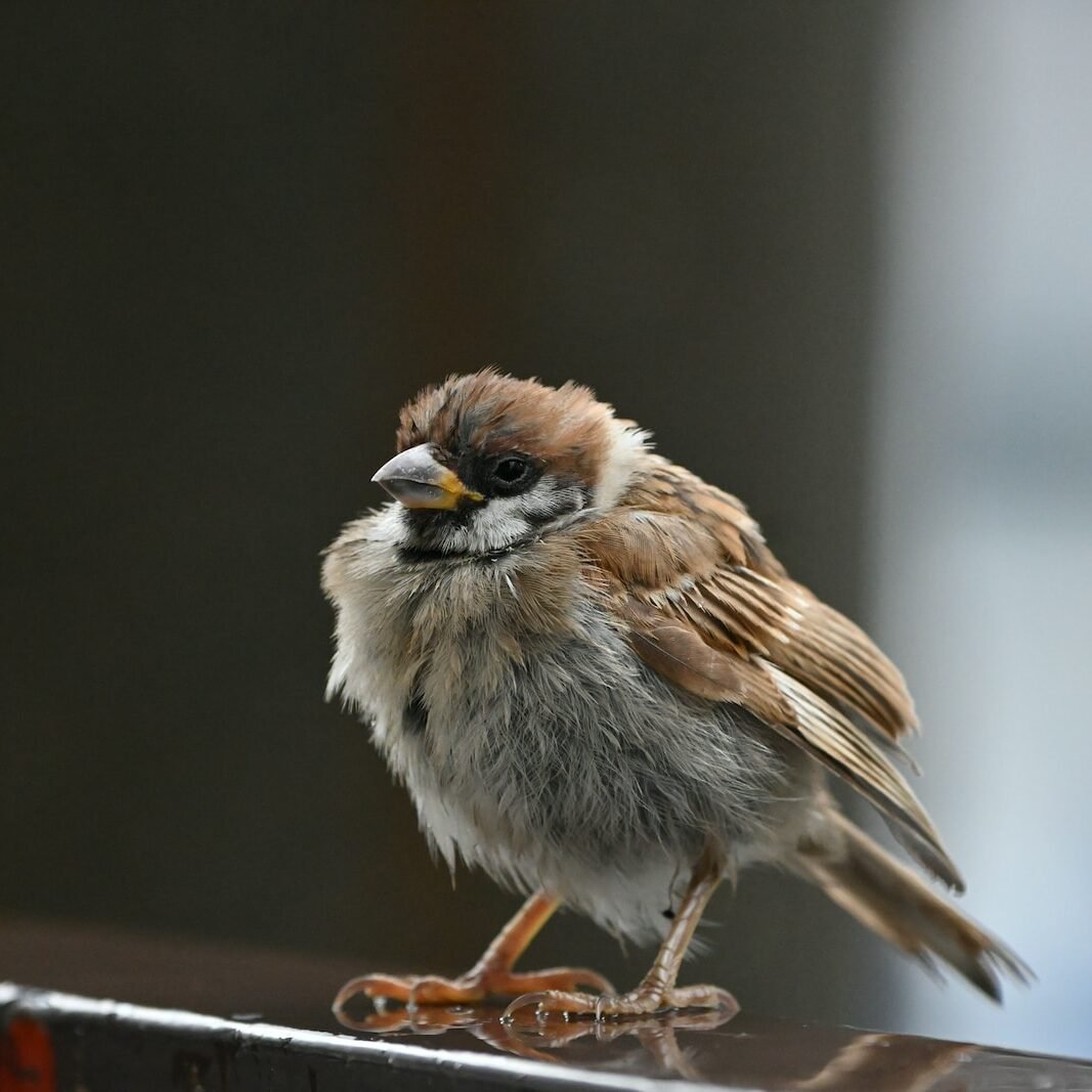 brown and white bird on black metal bar